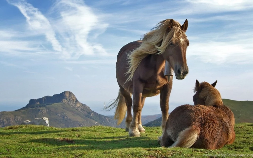 Free Desktop Wallpapers Web: Desktop Wallpapers Download