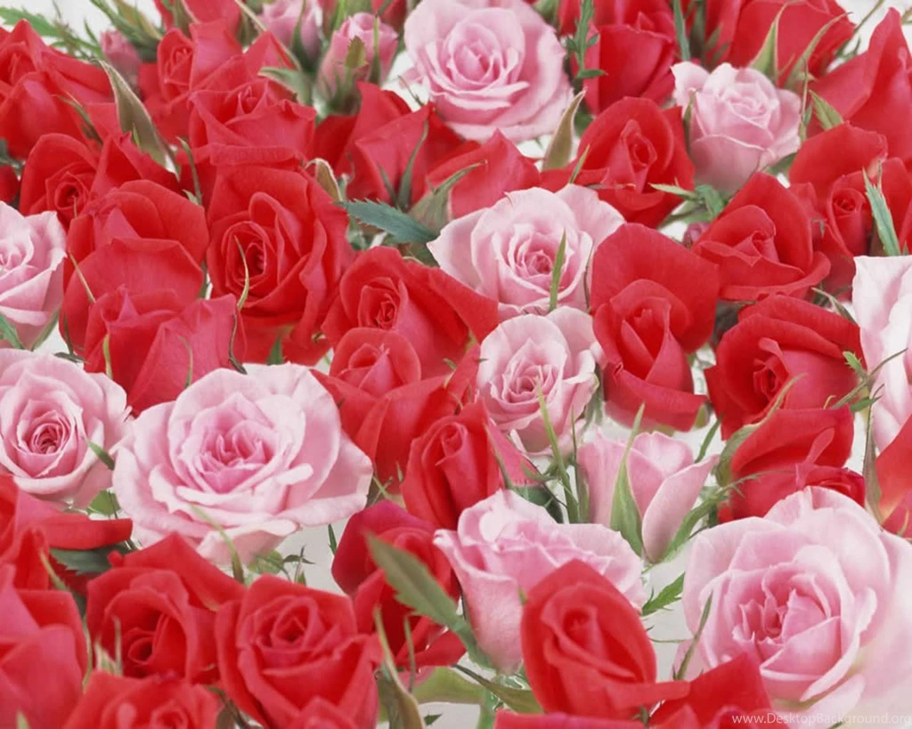 Beautiful flowers wallpapers for desktop free download.jpg