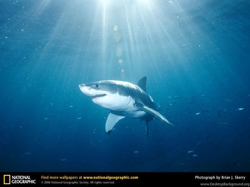 Great White Shark Picture, Great White Shark Desktop Wallpapers ...