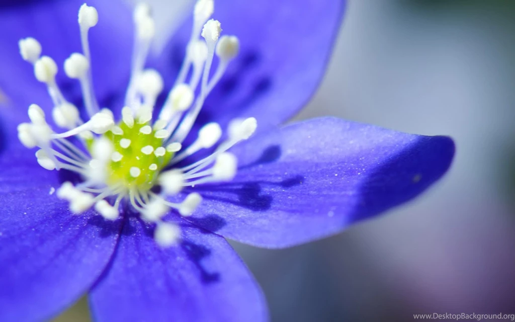 Desktop Wallpaper Images Of Flowers HD Wallpapers Desktop ...
