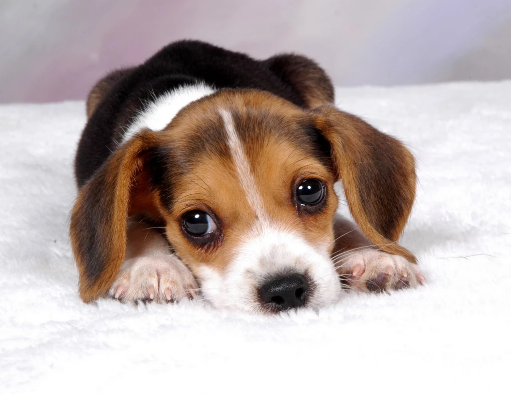 Beagle Wallpapers Wallpapers Cave
