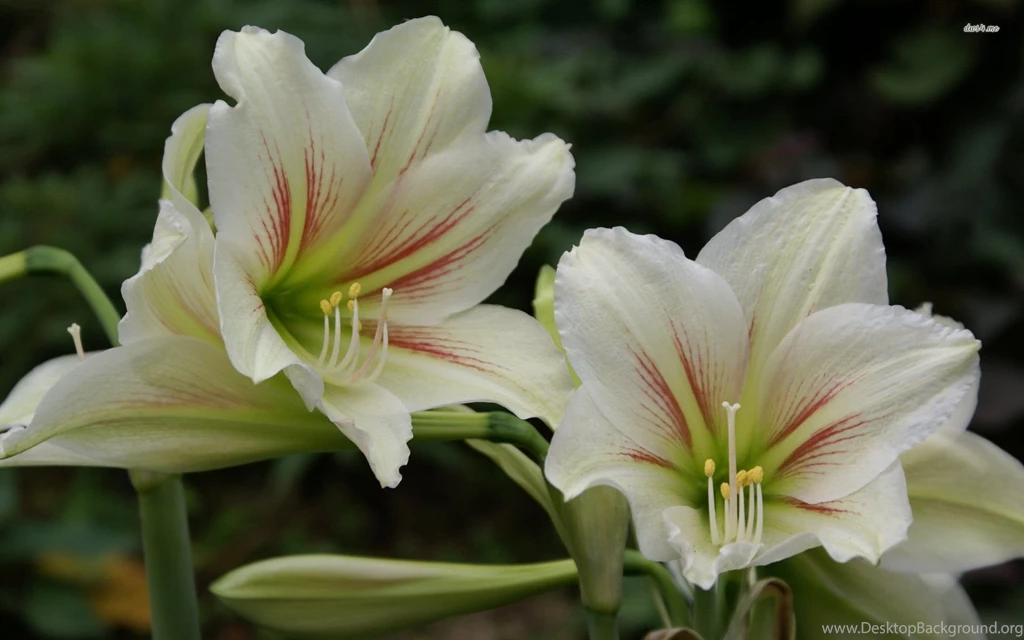 Beautiful White Lilies Wallpapers Flower Wallpapers