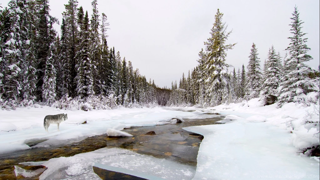 Wolf Wolves Predator Carnivore Winter Snow D Wallpapers