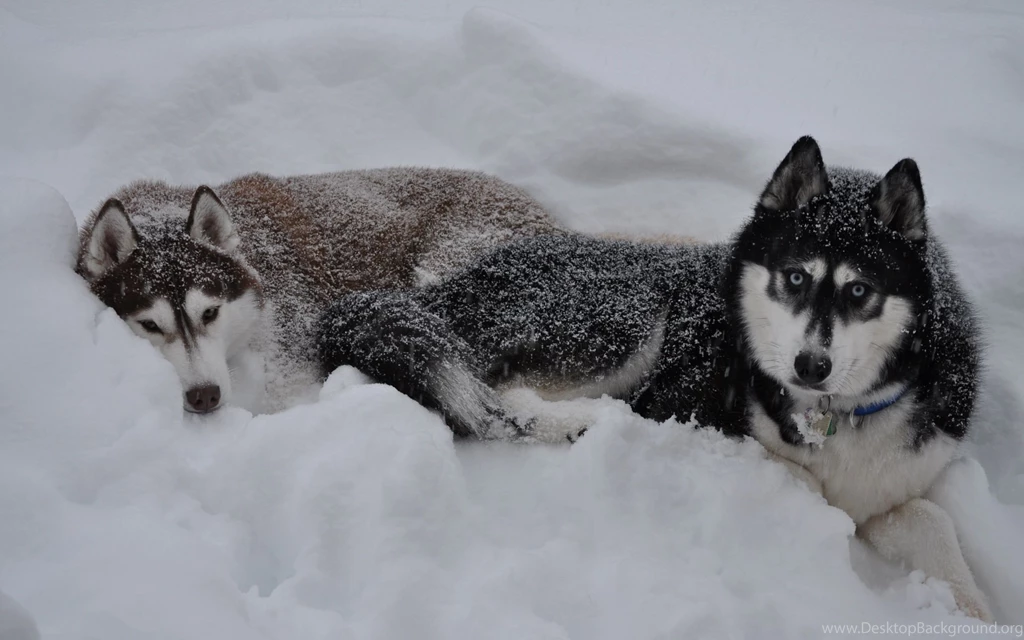 2560x1600 The Snow, Snow, Winter, Wolf, Wolf Wallpapers And ...