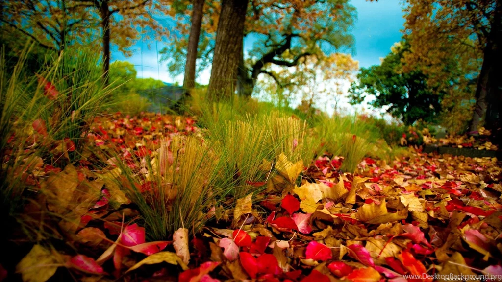 HD Wallpapers Natures Wallpapers Cave
