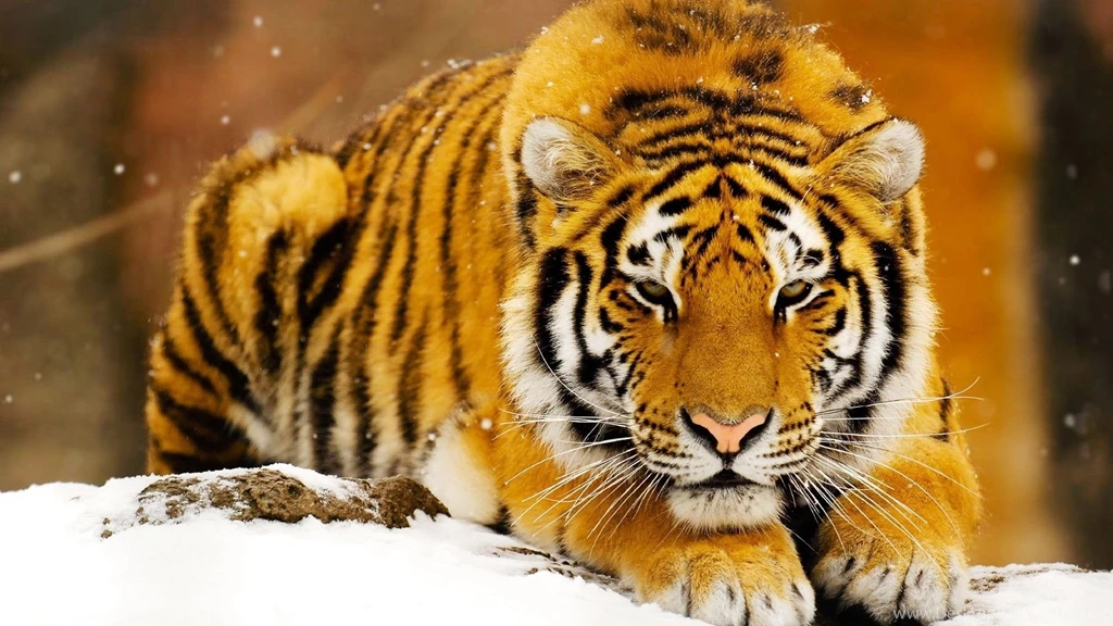 1920x1080 Hd Wallpapers Animals Free Art Wallpaperz