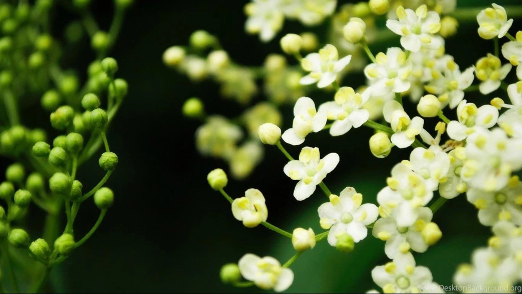 Wallpapers For Desktop Spring Wallpapers Cave