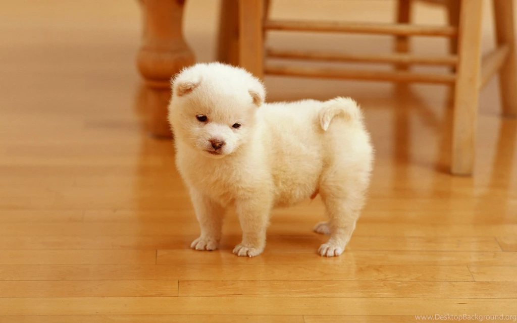 Free Cute Little Animals & Birds Desktop Wallpapers In HD ...