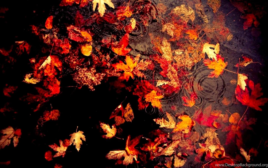 Collection Flowers Wallpapers • NgepLuk.com