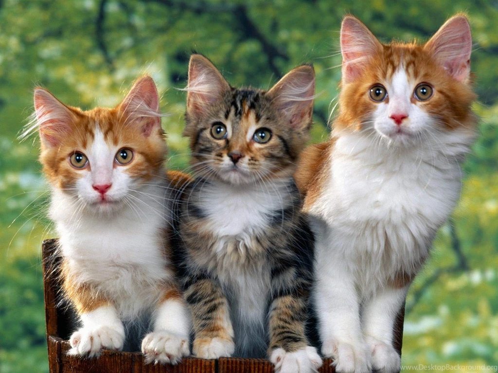 Cat Wallpapers Animals Town