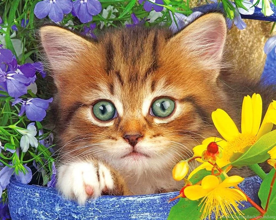 Hd Cat Wallpapers, Kitten Images, Free Cat Images, Claw, Hairy ...