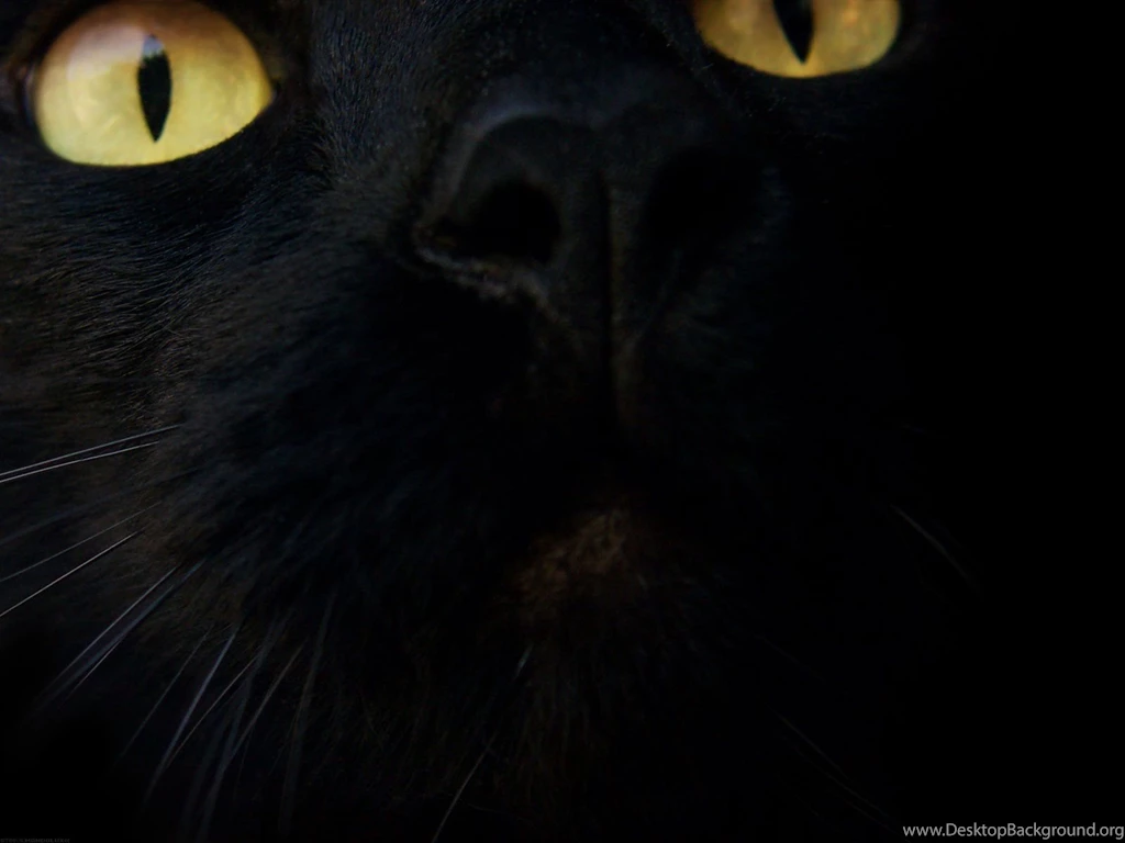 Black cat wallpaper black
