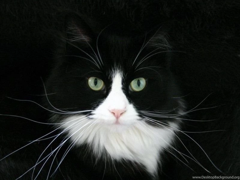 Black_cat_wallpaper 800x600.jpg