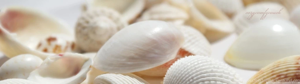 Seashells HD Desktop Wallpapers : High Definition : Fullscreen ...