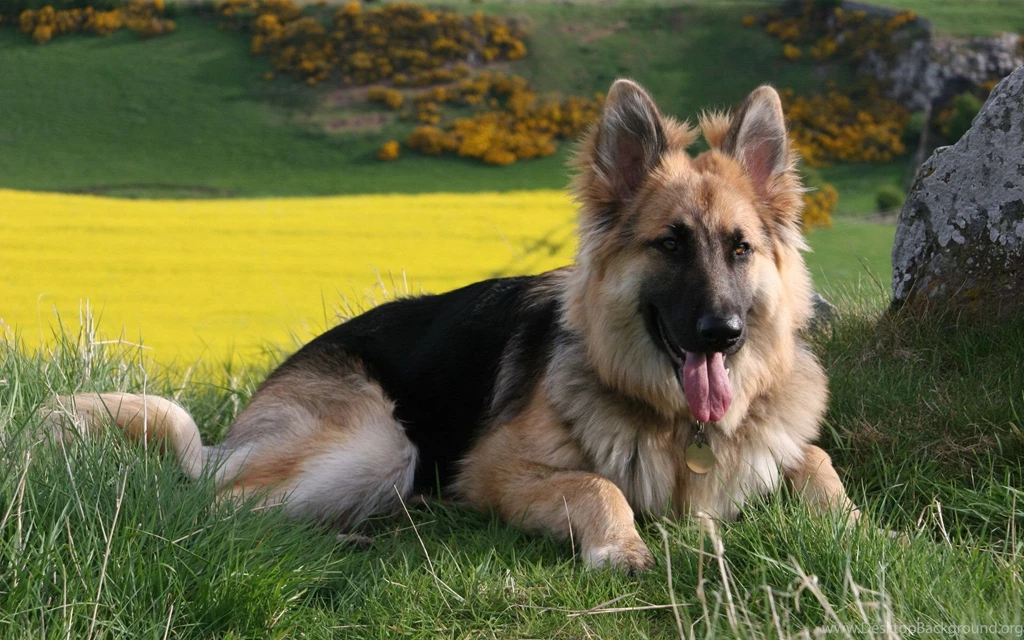 German Shepherd Wallpapers Wallpapers Cave
