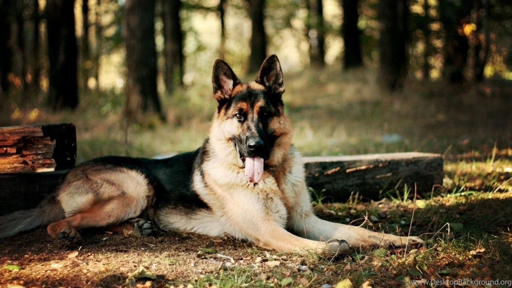 German : German Shepherd Dog HD Wallpaper. German Shepherd Dog HD ...