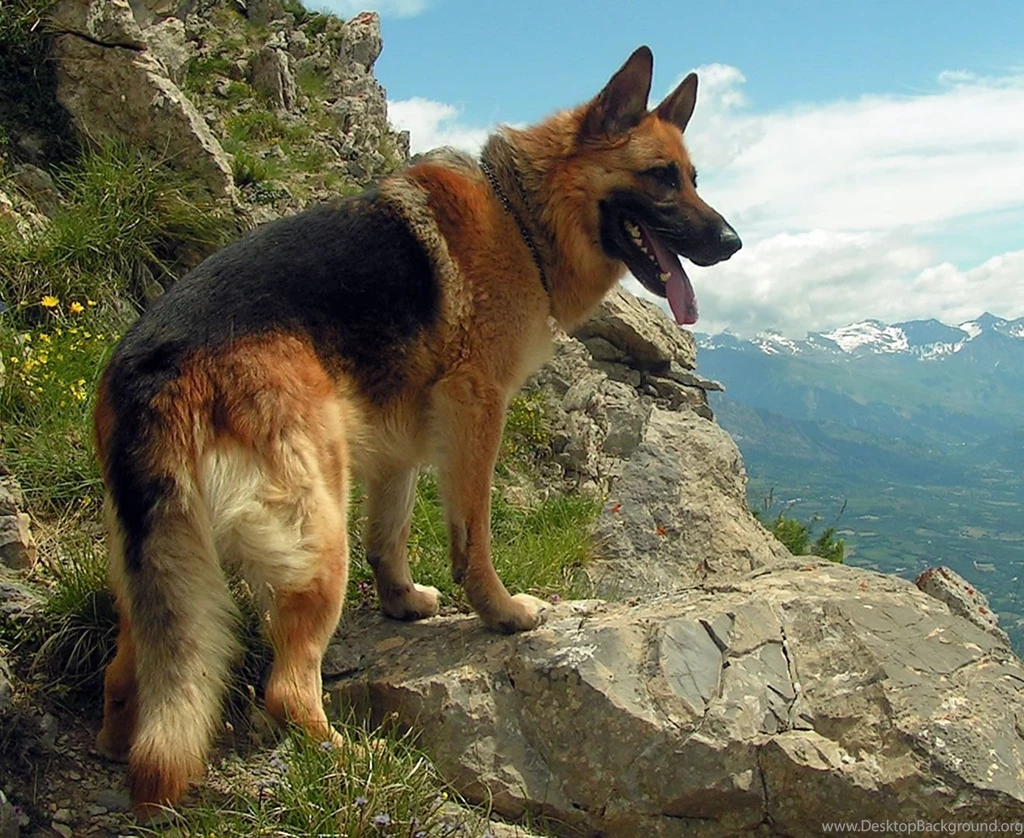 German Shepherd My Doggy Rocks