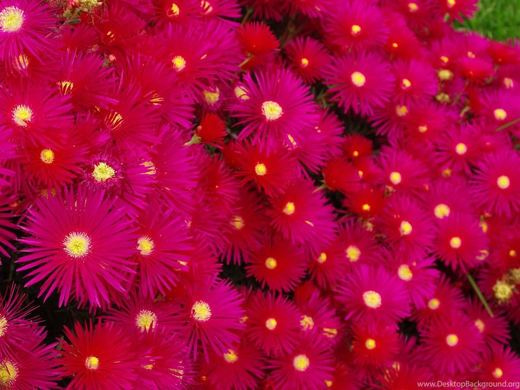 Bright Pink Flowers Pictures Wallpapers