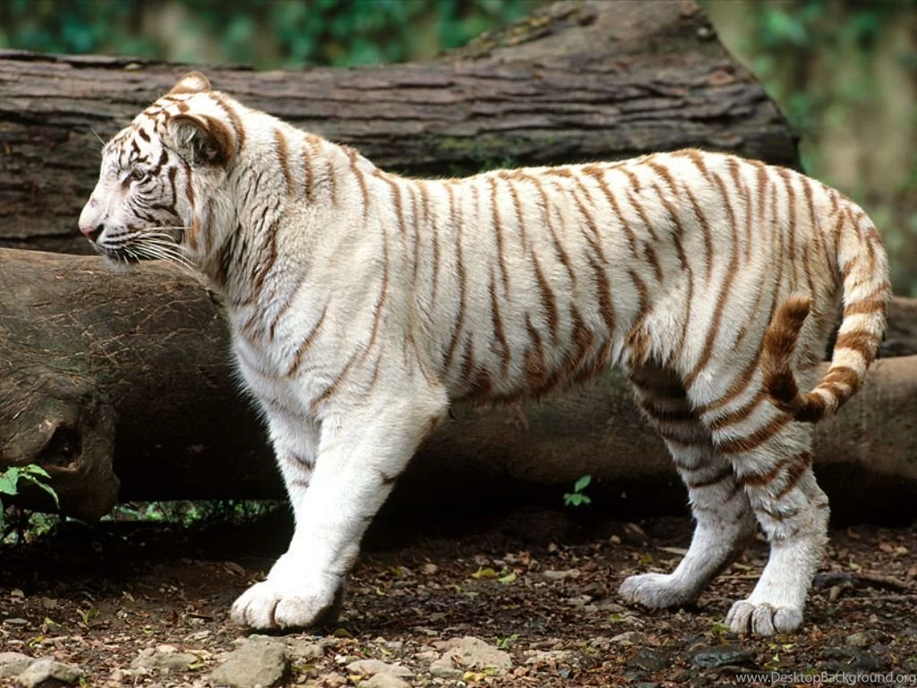 White Tiger Wallpapers HD Wallpapers Lovely Desktop Background