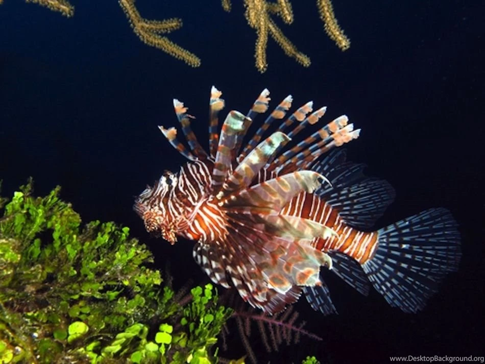 Beautiful Wallpapers: Beautiful Fish Wallpapers