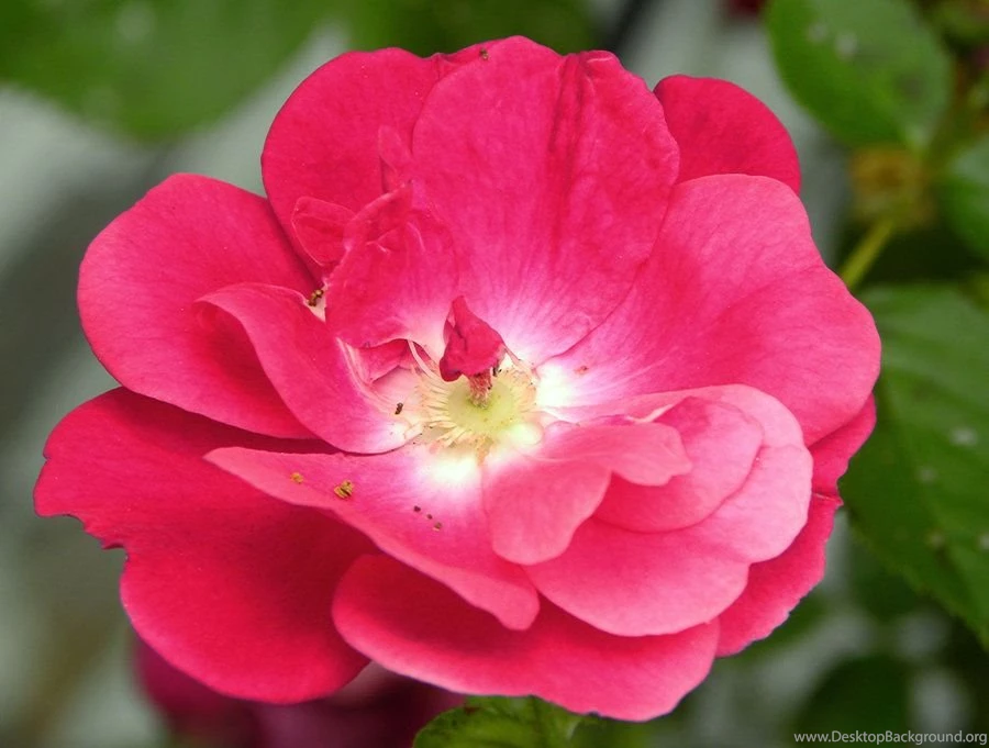 Pictures Of Pink Flowers Wallpapers High Definition