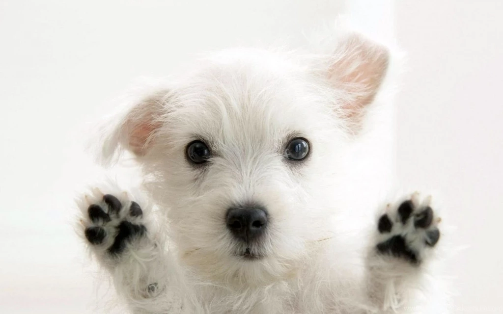 1680x1050 Dog On Your Screen Desktop PC And Mac Wallpapers