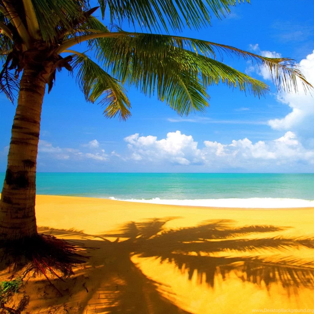 Nature HD Beach Palm Wallpapers