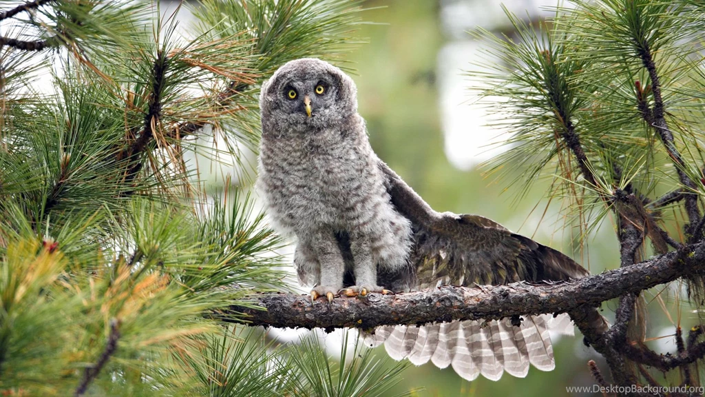 Barred Owl In A Pine Tree Wallpapers 25004