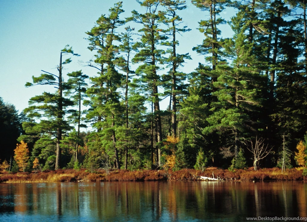 Pine Tree Forest Wallpapers 14751 Amazing Wallpaperz