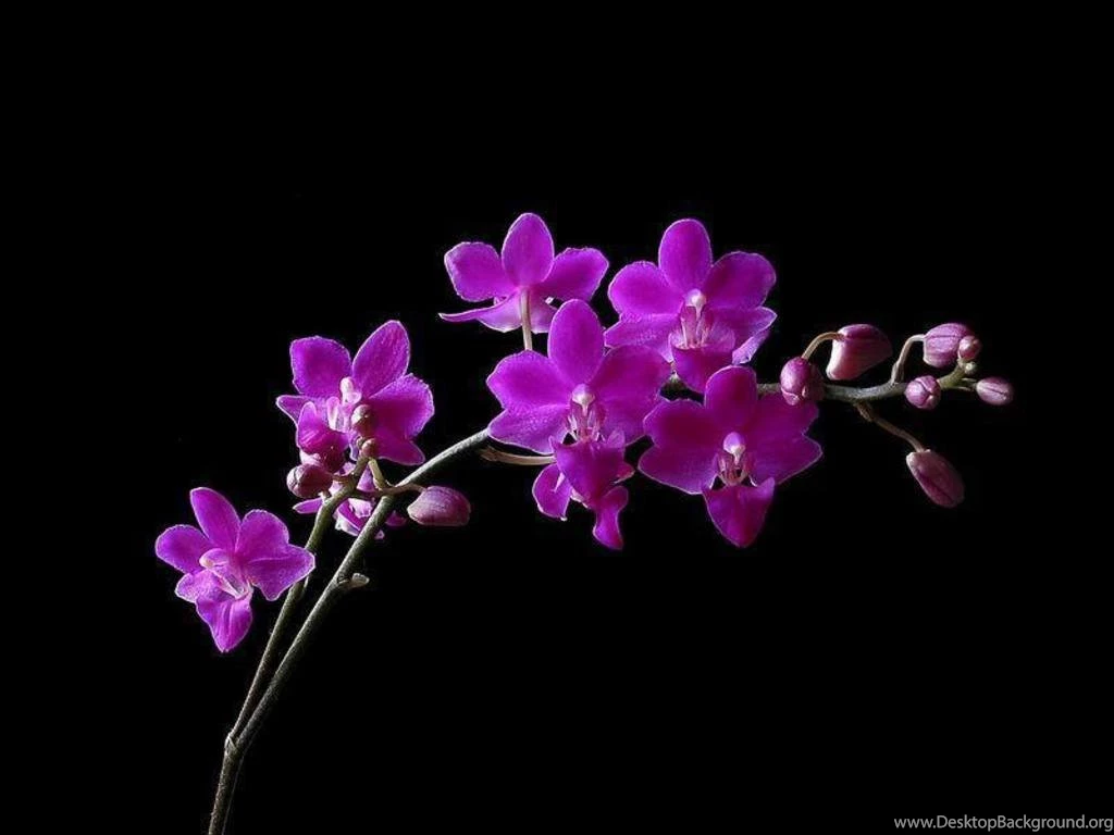 133416d1363927939 orchid wallpapers orchids pics 1024 x 768.jpg