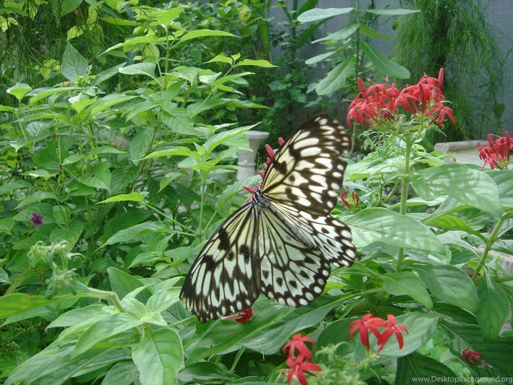 Most Used Wallpapers Wallpapers Cave