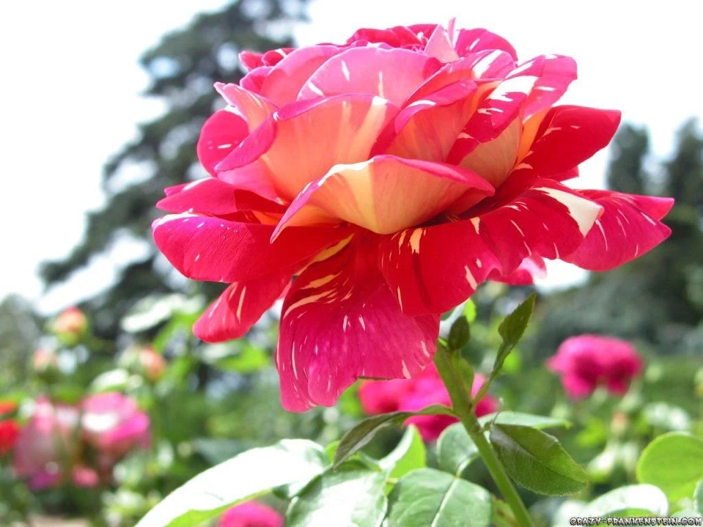 Flowers Rose Wallpapers Wallpapers HD Base