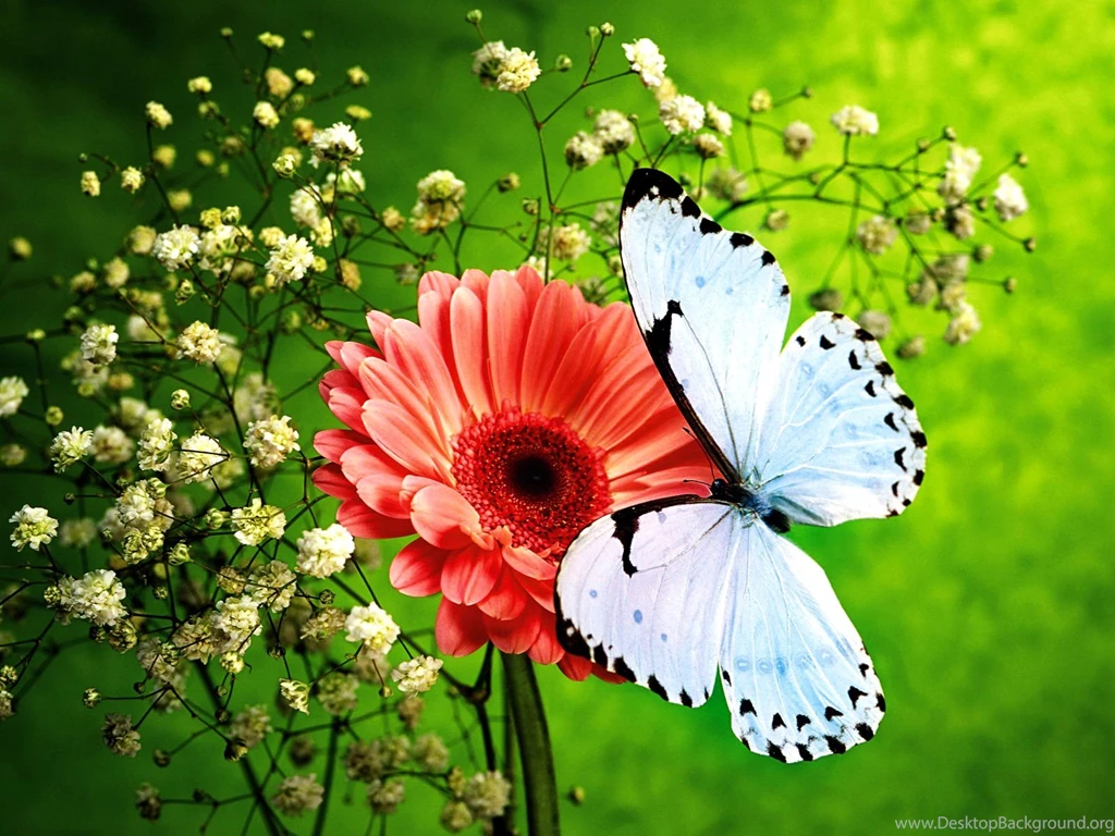 Butterfly On A Flower Wallpapers