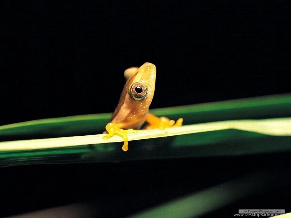 Frog Wallpaper! Frogs Wallpapers (7018062) Fanpop