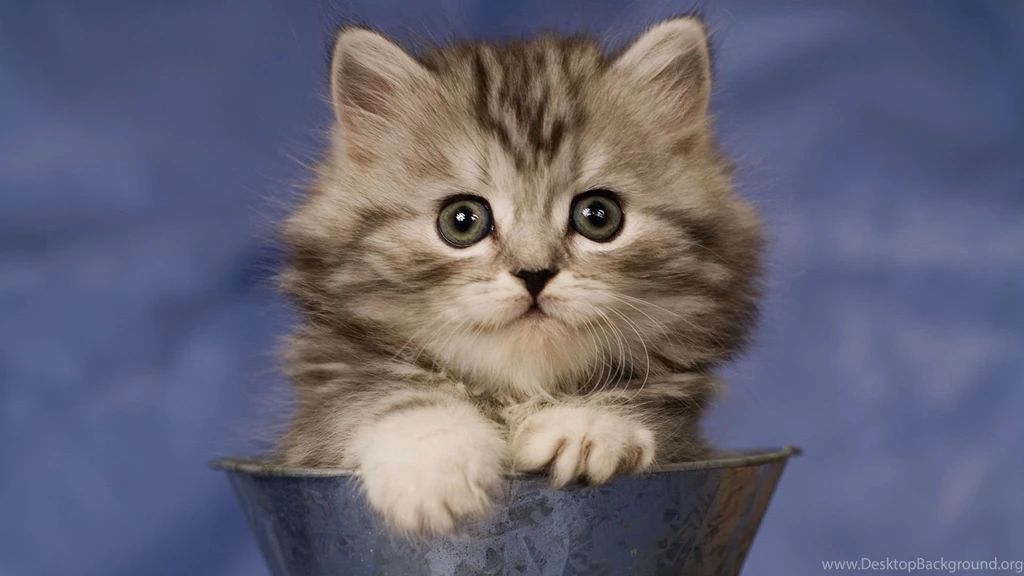 Cat Wallpaper HD.jpg
