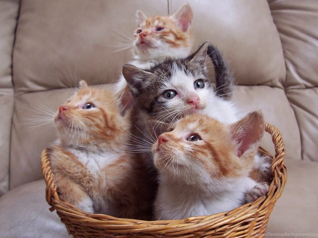 Cute Cat WallPapers Free Download