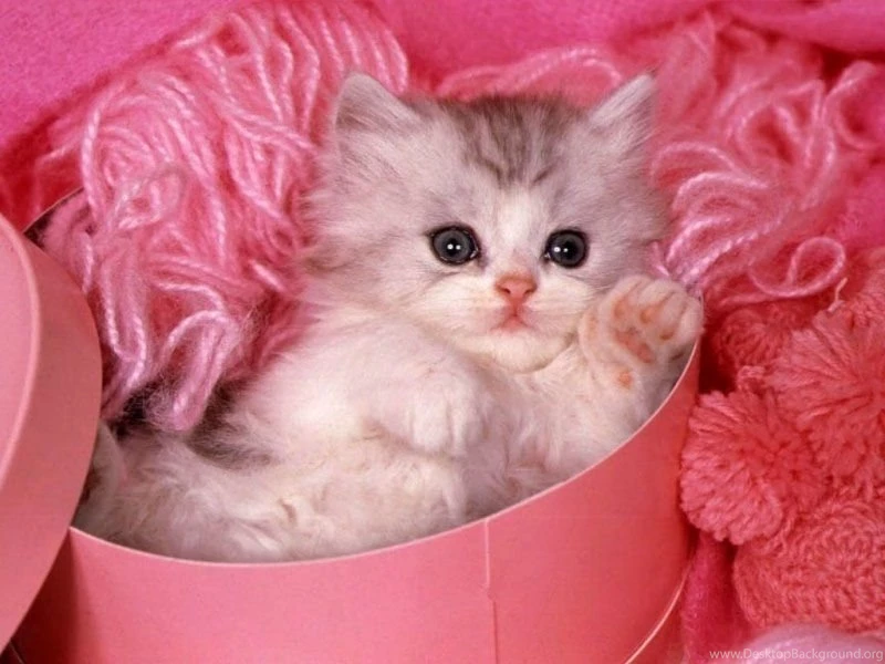 Cat Wallpapers Wallpaper Backgrounds