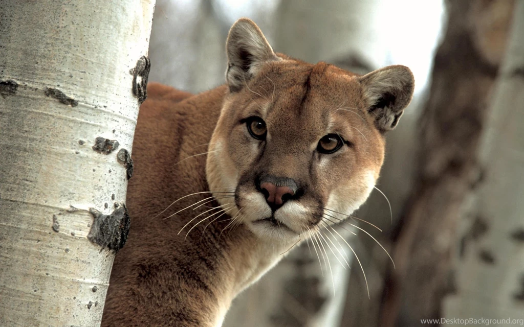 Download Wallpapers 3840x2400 Puma, Trees, Look Out, Muzzle Ultra ...