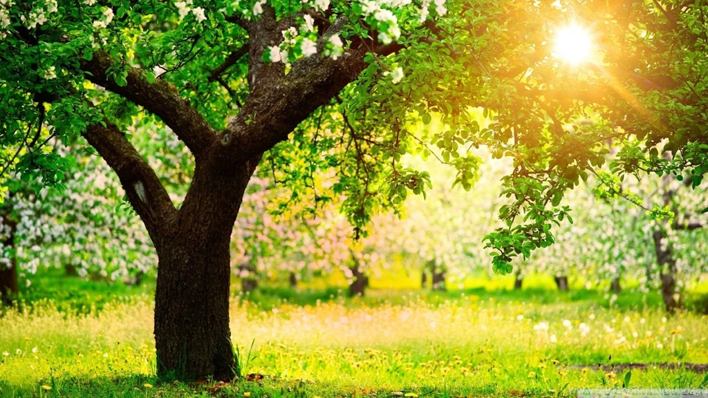 Wallpapers Trees Sunny Spring Day 1920 X 1080 Full Hd 1920 X 1080 ...