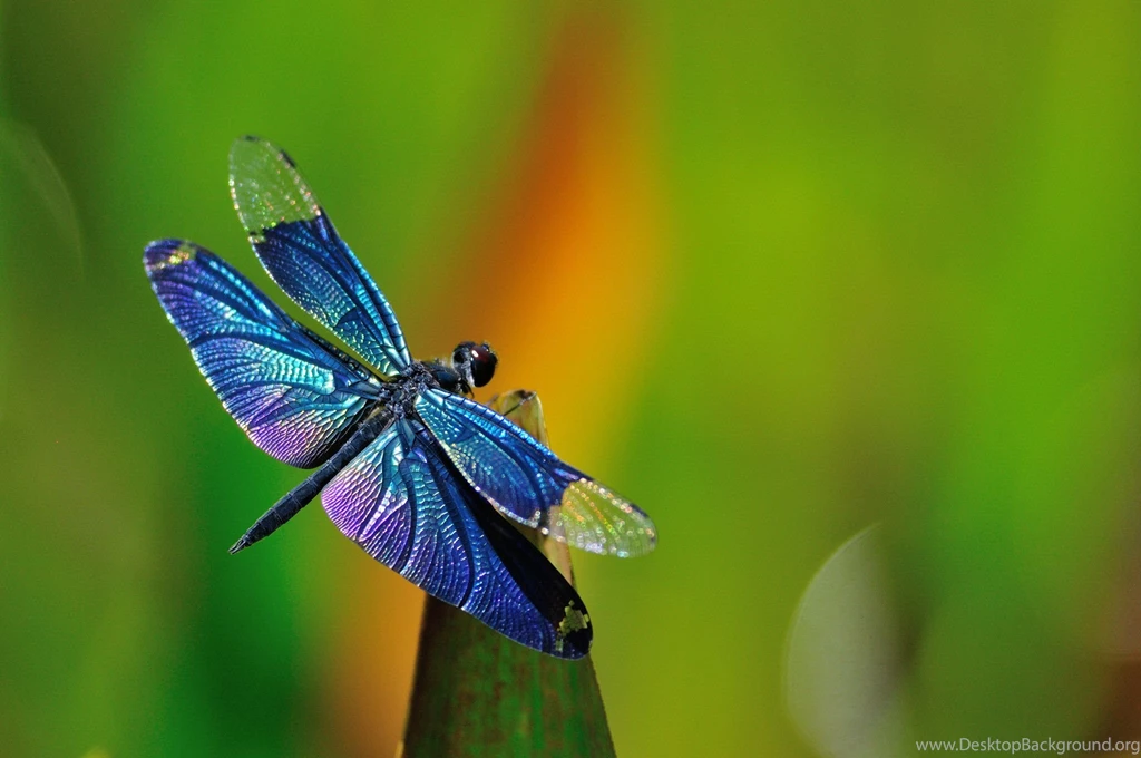 Dragonfly HD Wallpapers Download.jpg