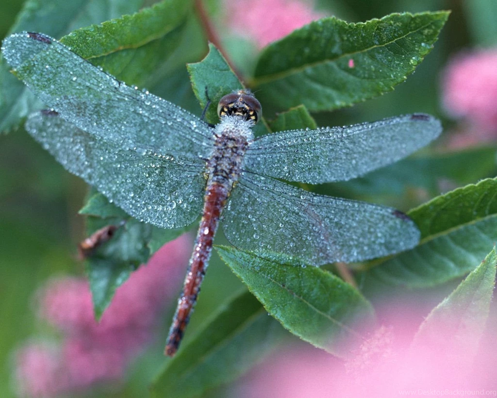 Free Dragonfly Wallpapers Wallpapers Cave