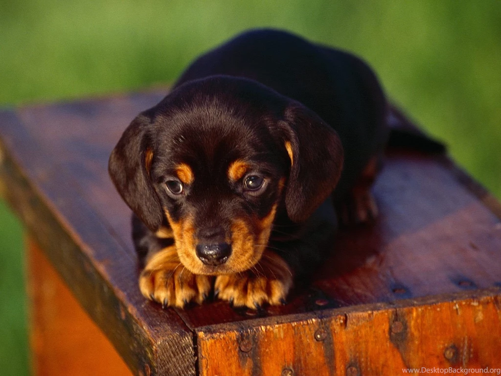 Free Wallpapers Dachshund Black Puppy