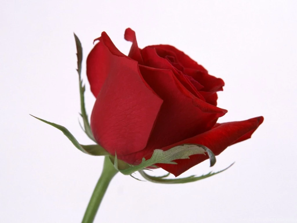 Flowers For Beautiful Rose Flower Wallpapers For Desktop