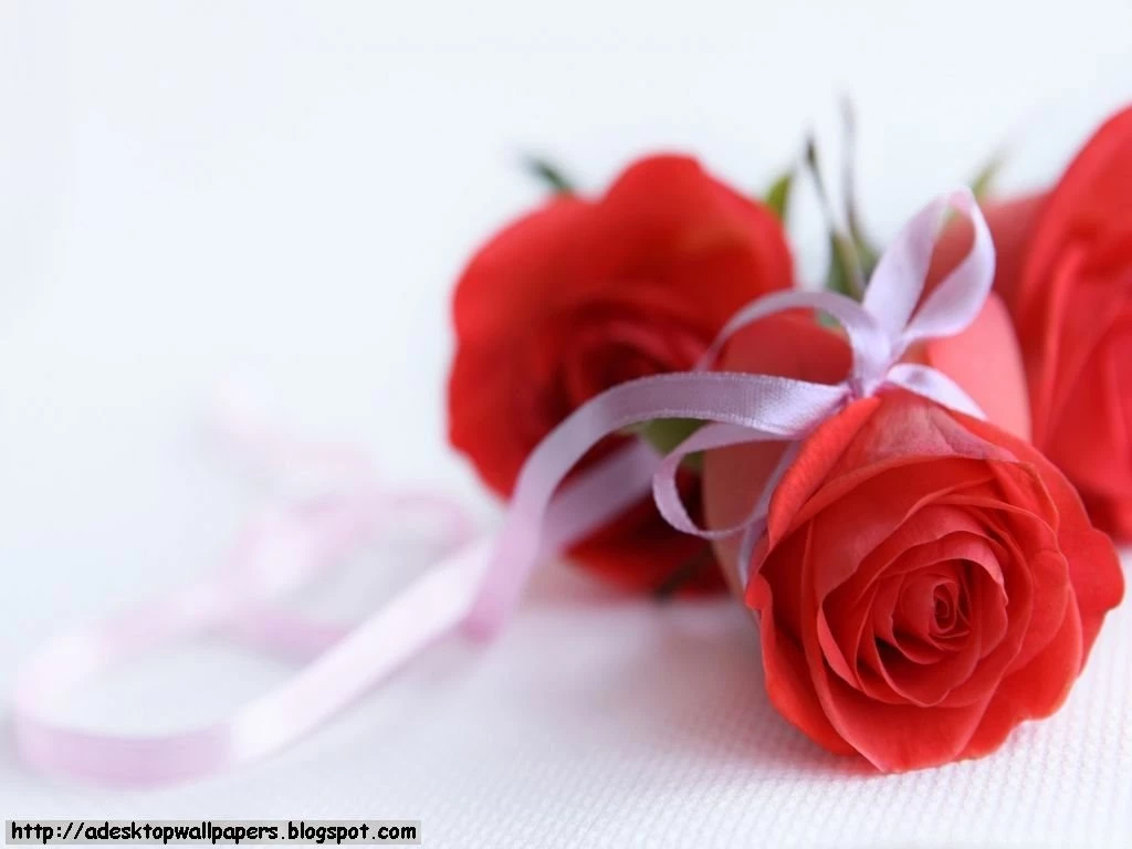 Images For Beautiful Rose Flowers Wallpapers For Desktop ...