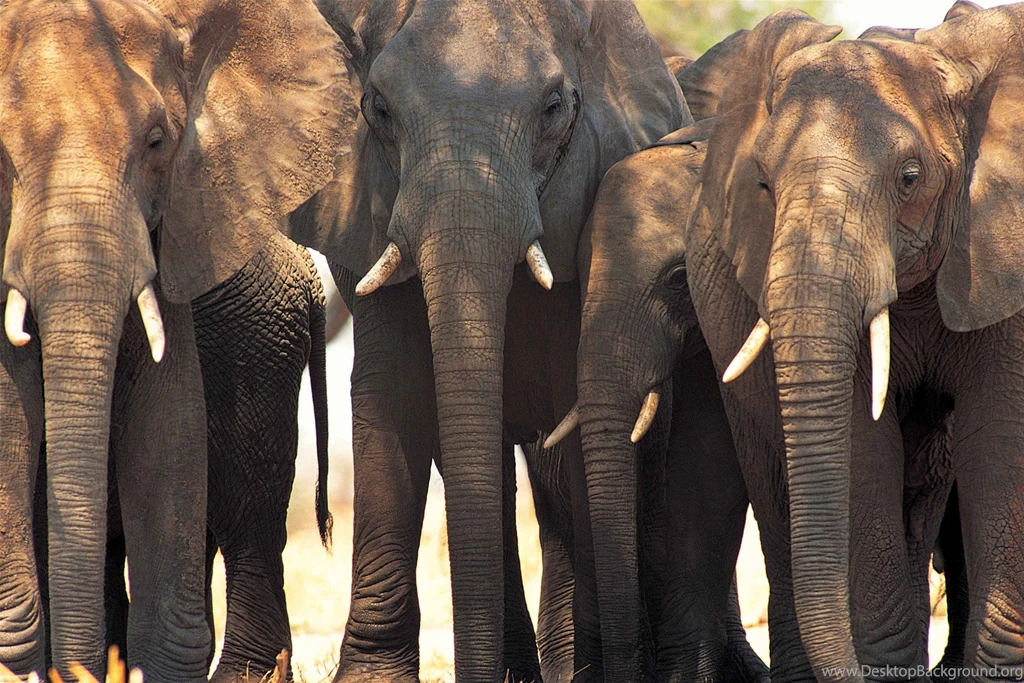 Elephants Wallpapers