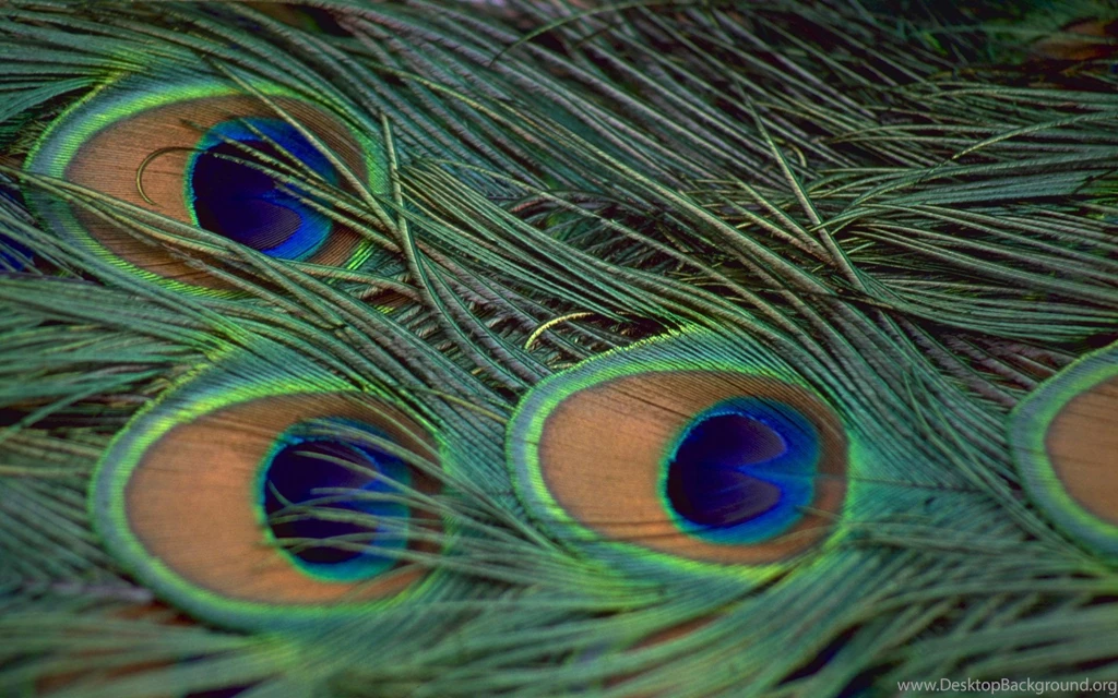 Animals Beautiful Extraordinary Wild Peacock Feathers Picture ...