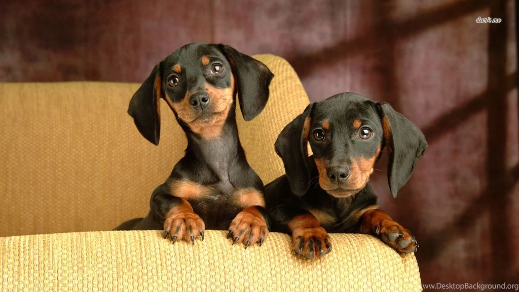 Dachshund Puppies Wallpapers Animal Wallpapers