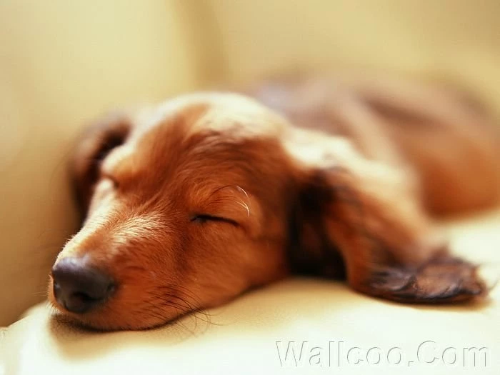Cuddly Dachshund Puppy Sleeping Dachshund Puppy Picture 1 ...