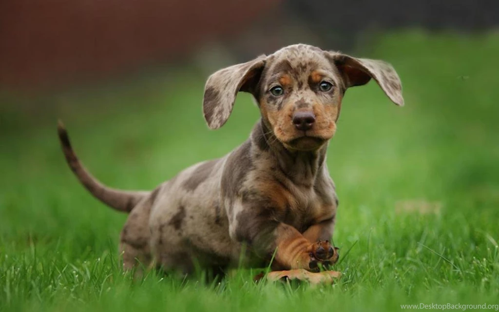 DACHSHUND PUPPY WALLPAPER (
