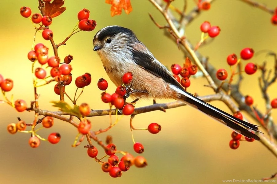 Birds Chickadee Morn Brown White Berries Branch Sunny Sky Black ...